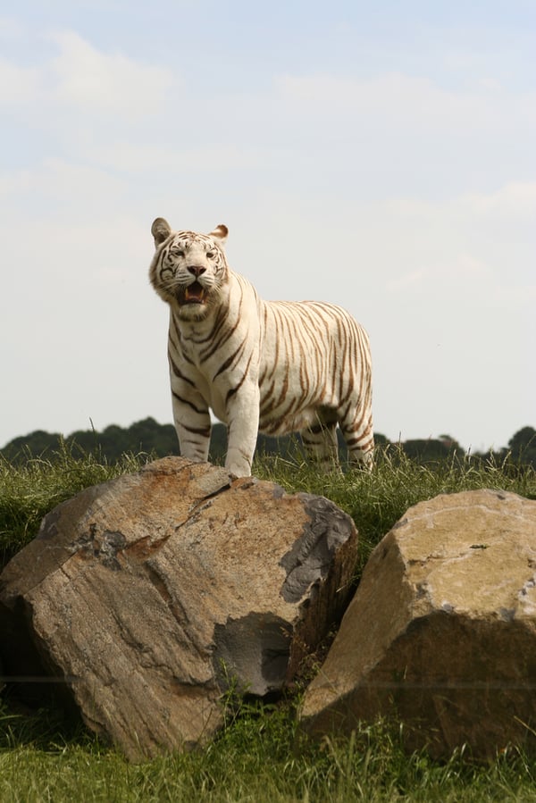 long shot of a white tiger