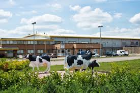 Milton Keynes Cows, Bucks Biz Centres