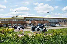 Milton Keynes Cows, Bucks Biz Centres Milton Keynes Cows, Bucks Biz Centres